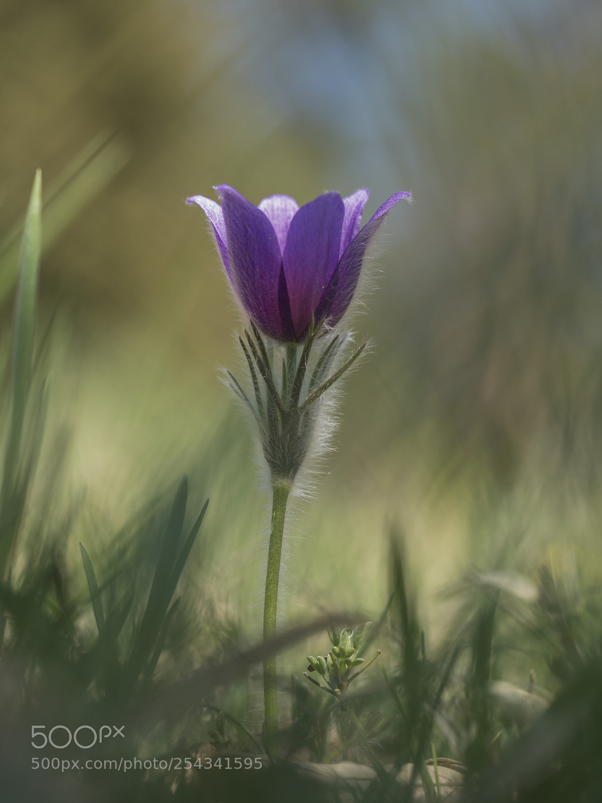 Olympus OM-D E-M1 Mark II sample photo. Zarter frühlingsbote photography