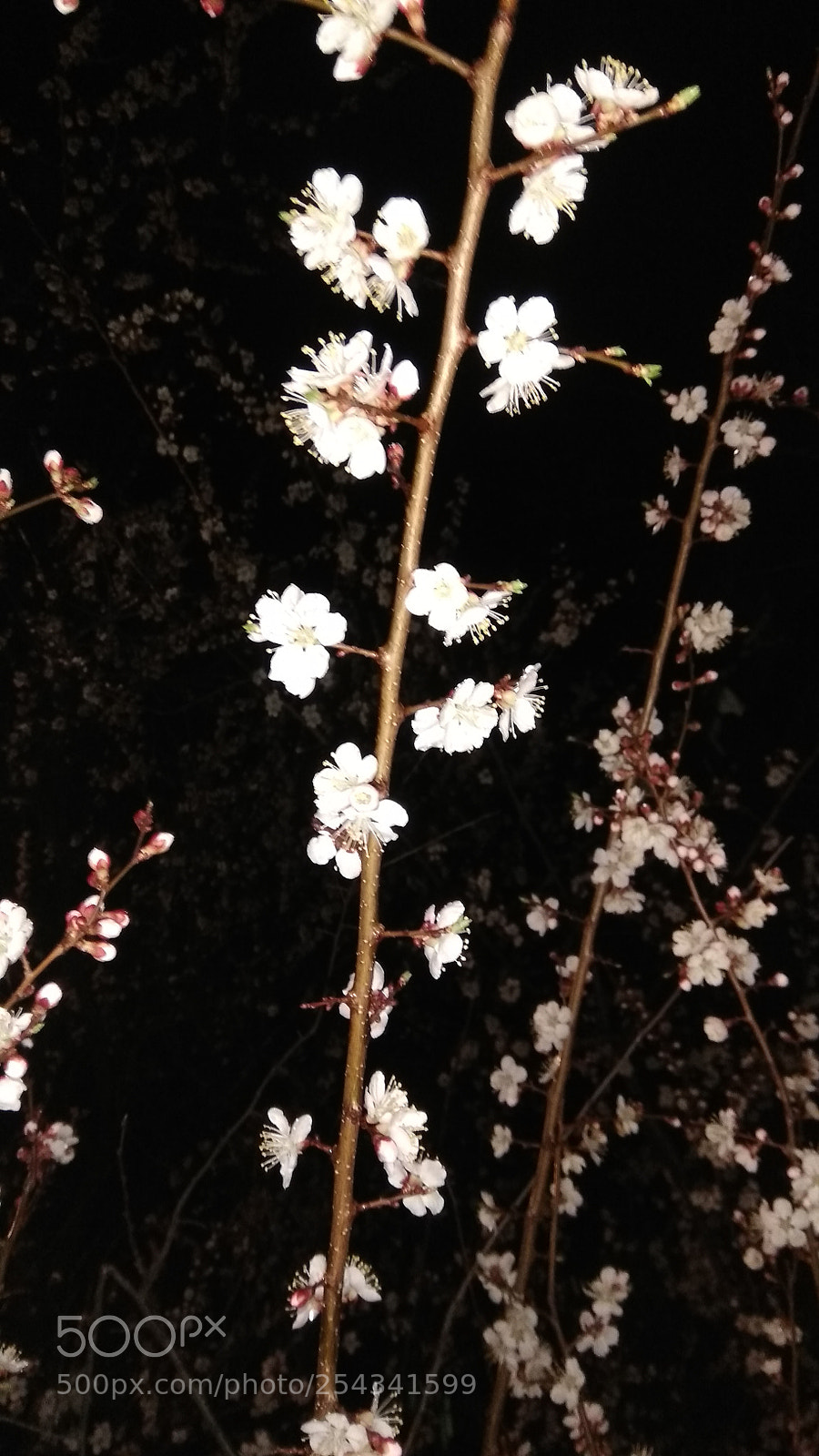Xiaomi Redmi Note 4 sample photo. Untitled photography