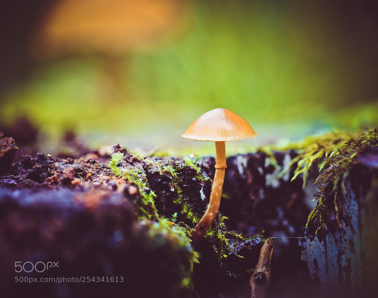 Canon EOS 6D sample photo. Mushrooms photography