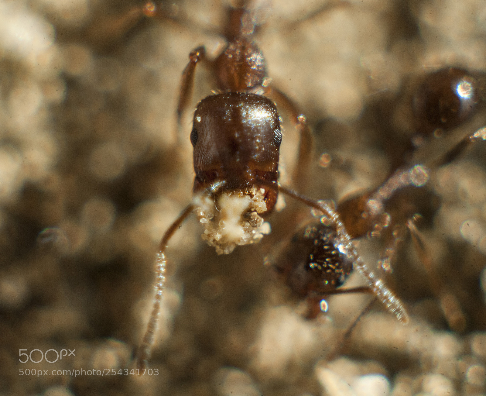 Nikon D3 sample photo. Hunt, ~ macro experiment photography