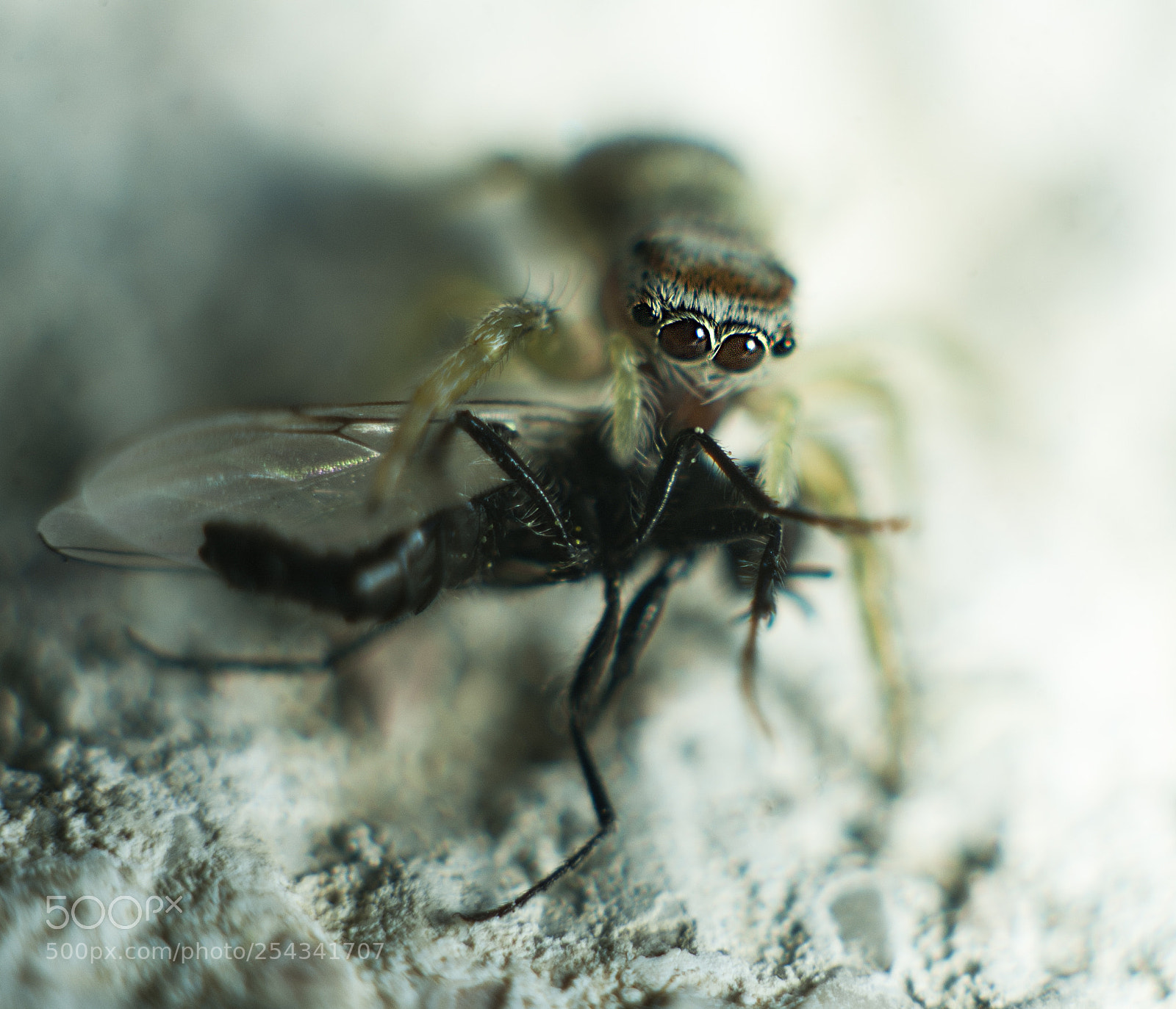 Nikon D3 sample photo. Little spider | macro experiment photography