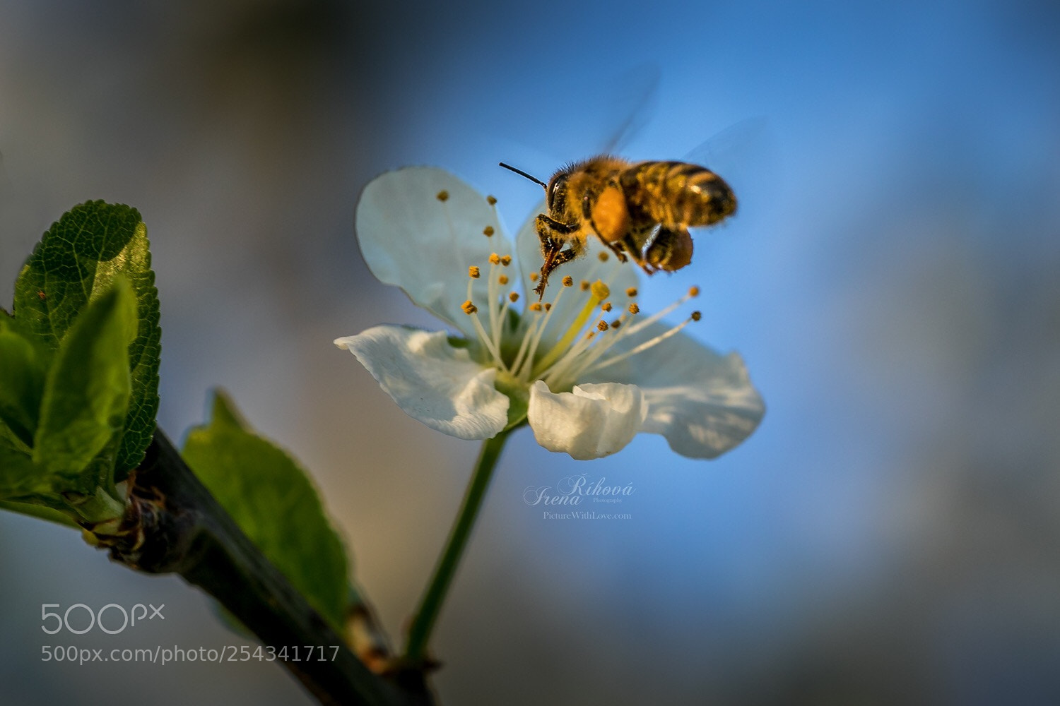Canon EOS 5D Mark IV sample photo. A bee photography