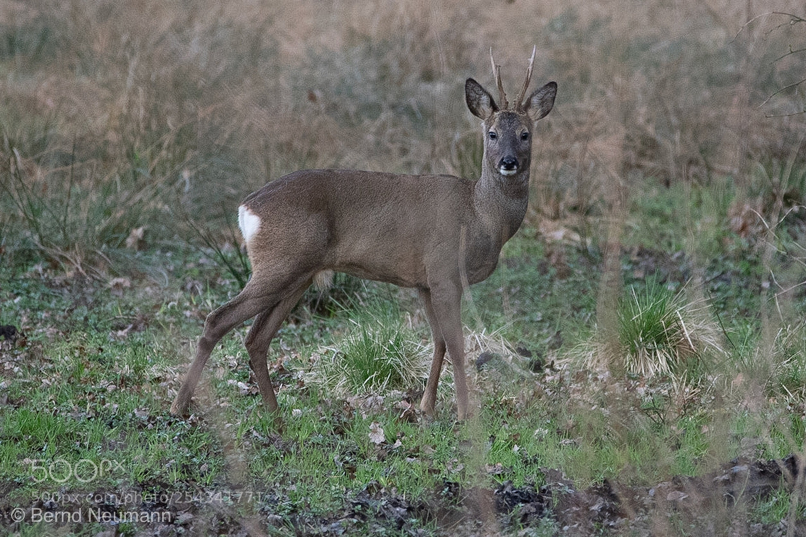 Nikon D7500 sample photo. Reh photography