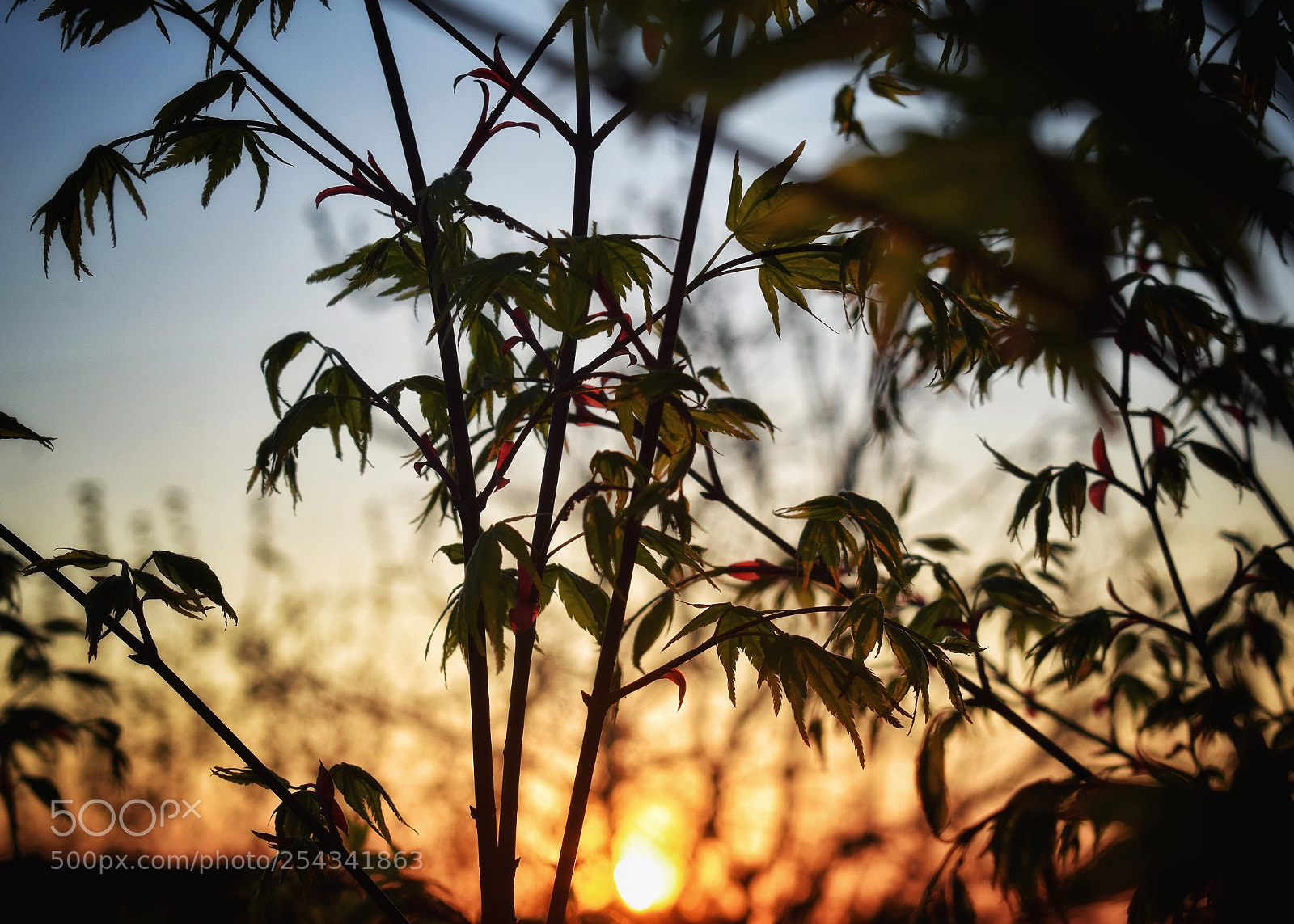 Nikon D5300 sample photo. Sunset in april photography