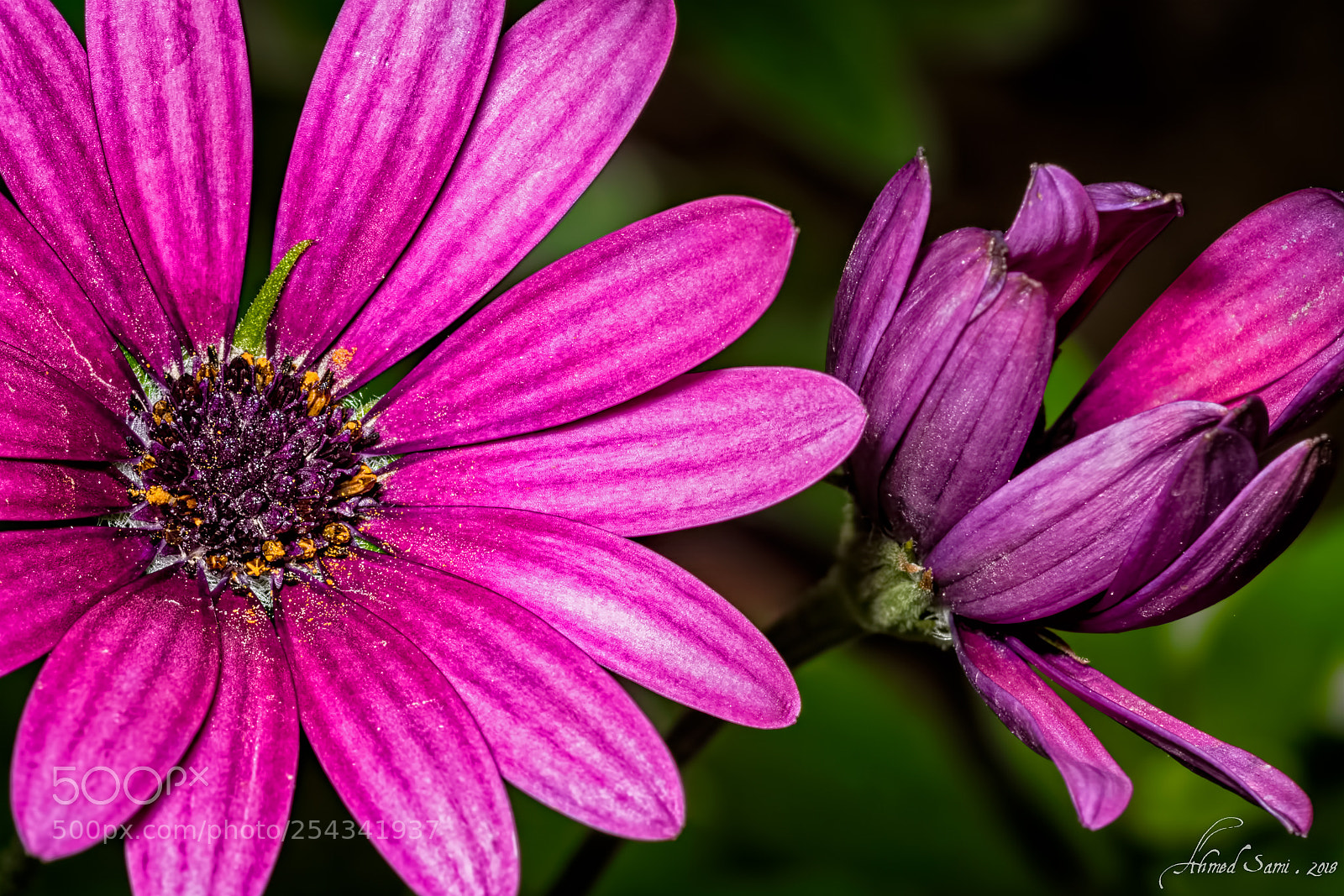 Nikon D7100 sample photo. Flower selfie photography