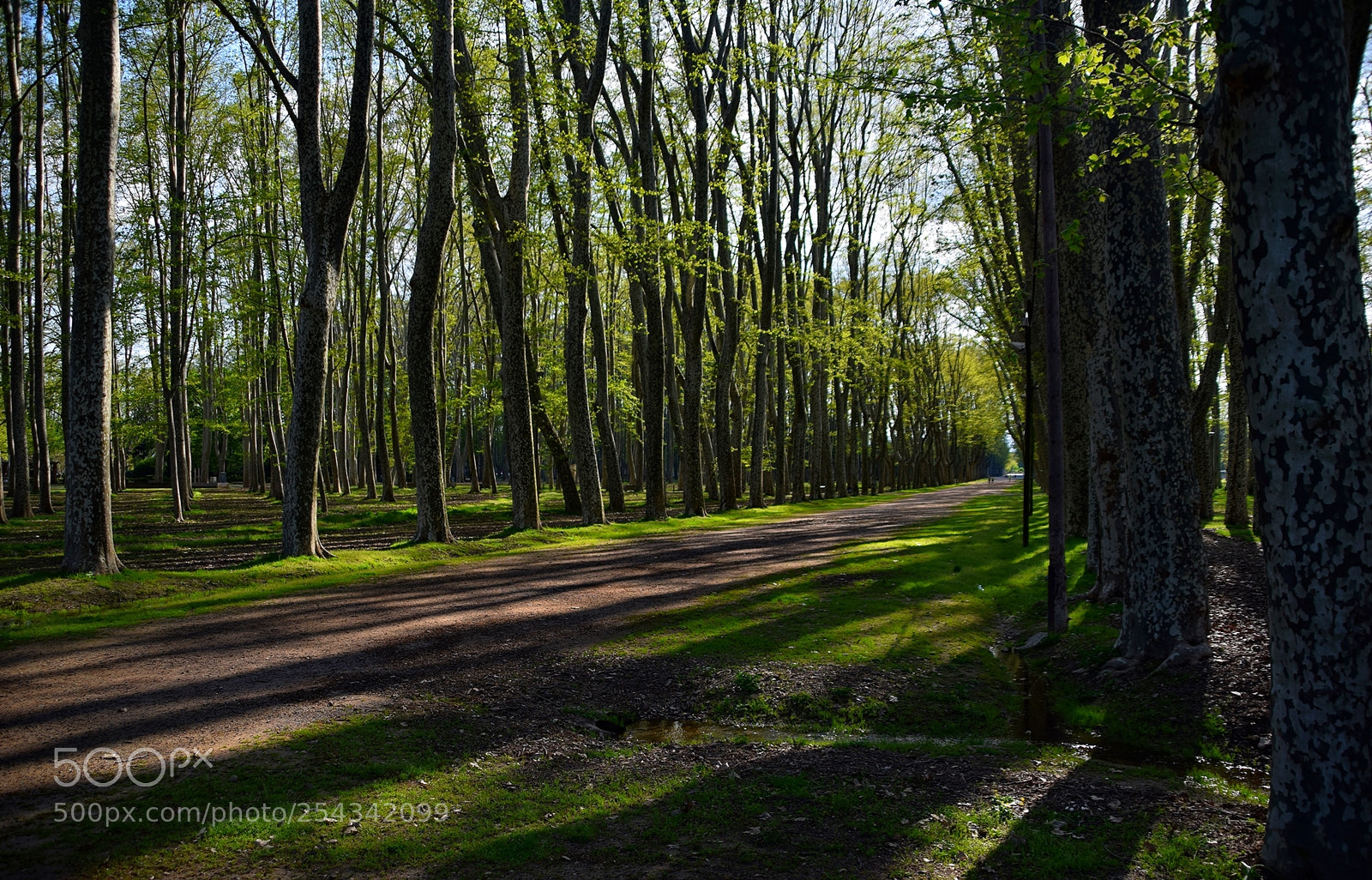 Nikon D3300 sample photo. Parc de la devesa photography