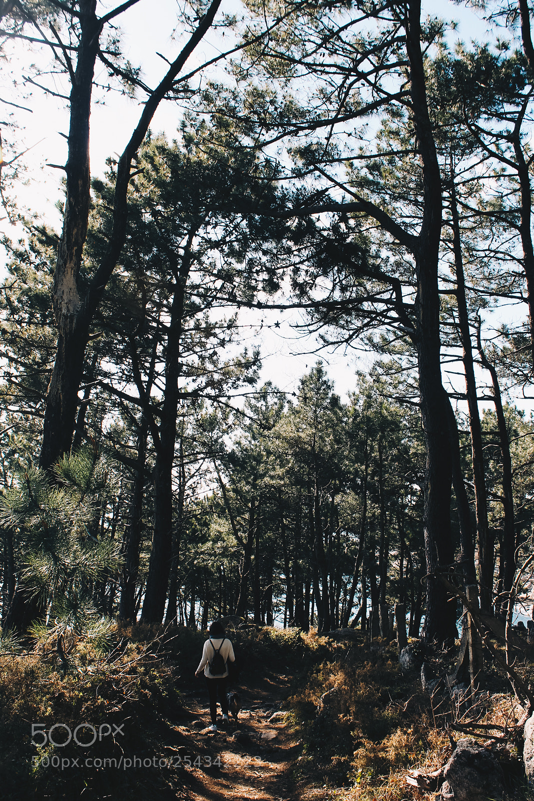 Canon EOS 1100D (EOS Rebel T3 / EOS Kiss X50) sample photo. Wild forest photography