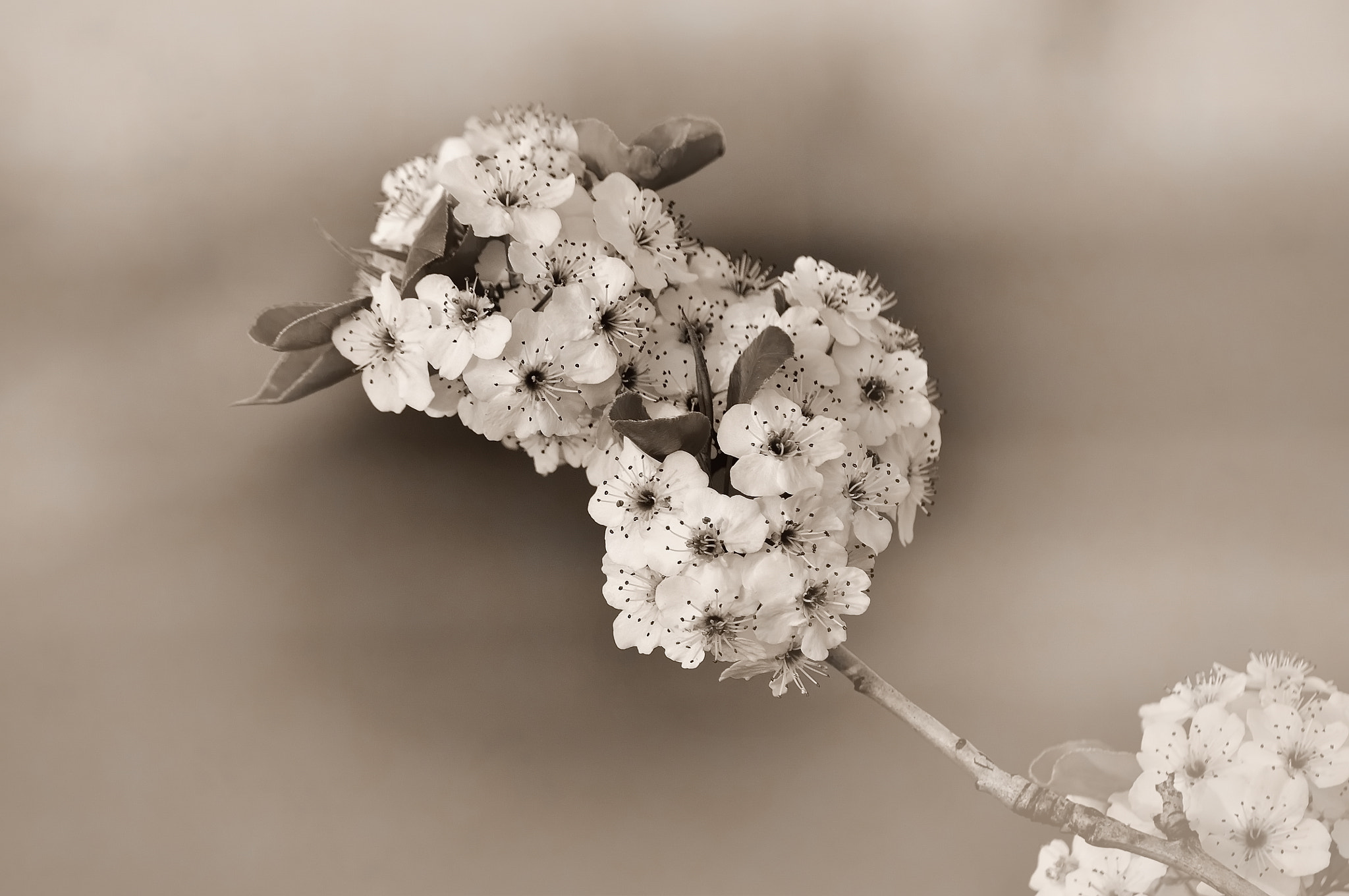 Nikon D5000 sample photo. Spring in b&w photography