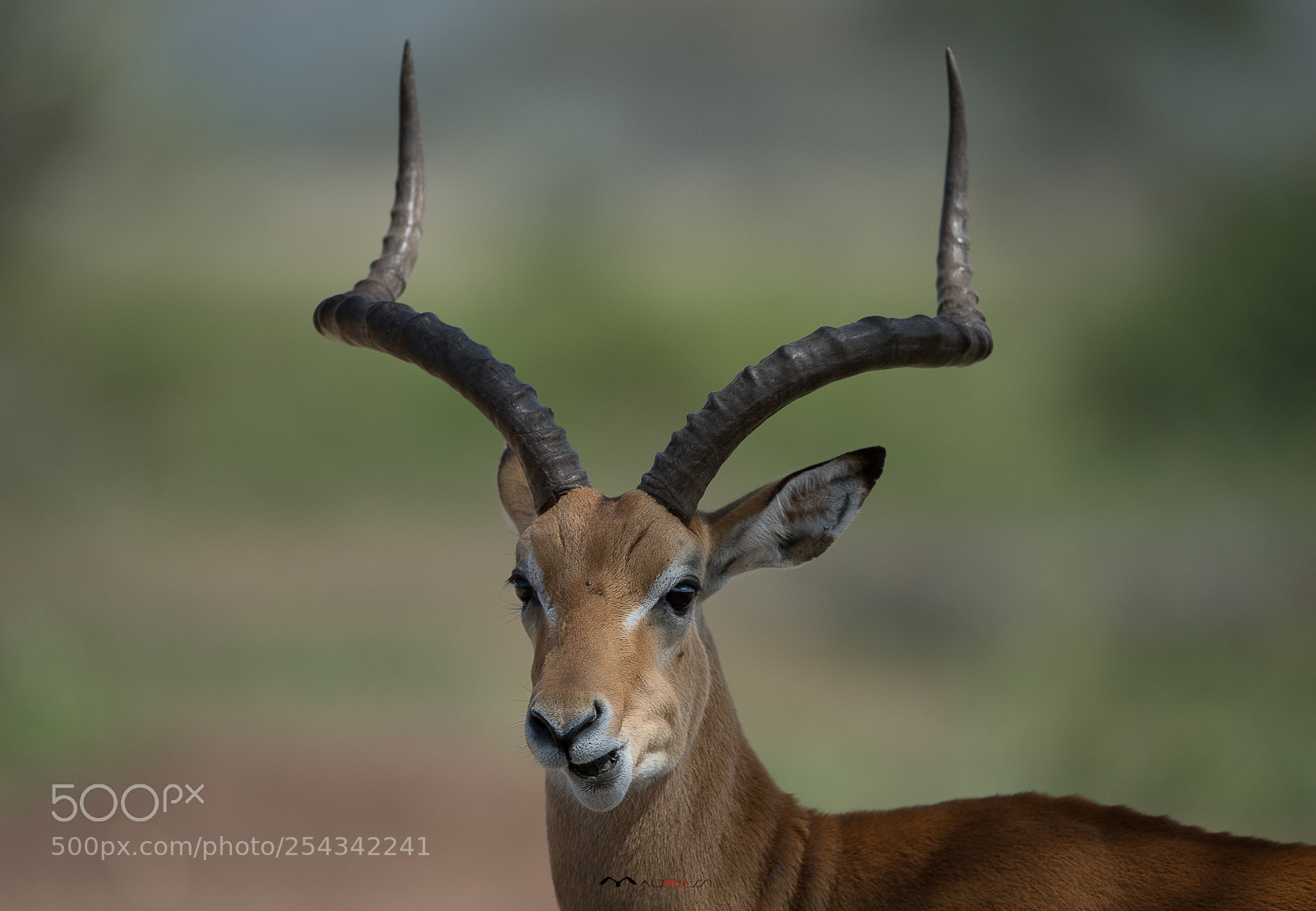 Nikon D5 sample photo. Impala (male) photography