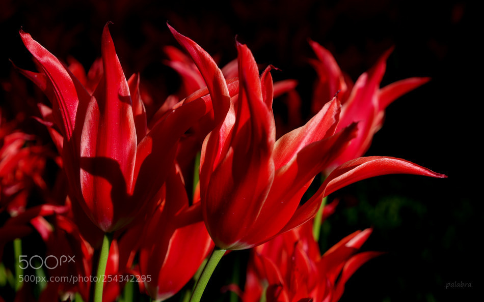 Samsung NX30 sample photo. ... photography