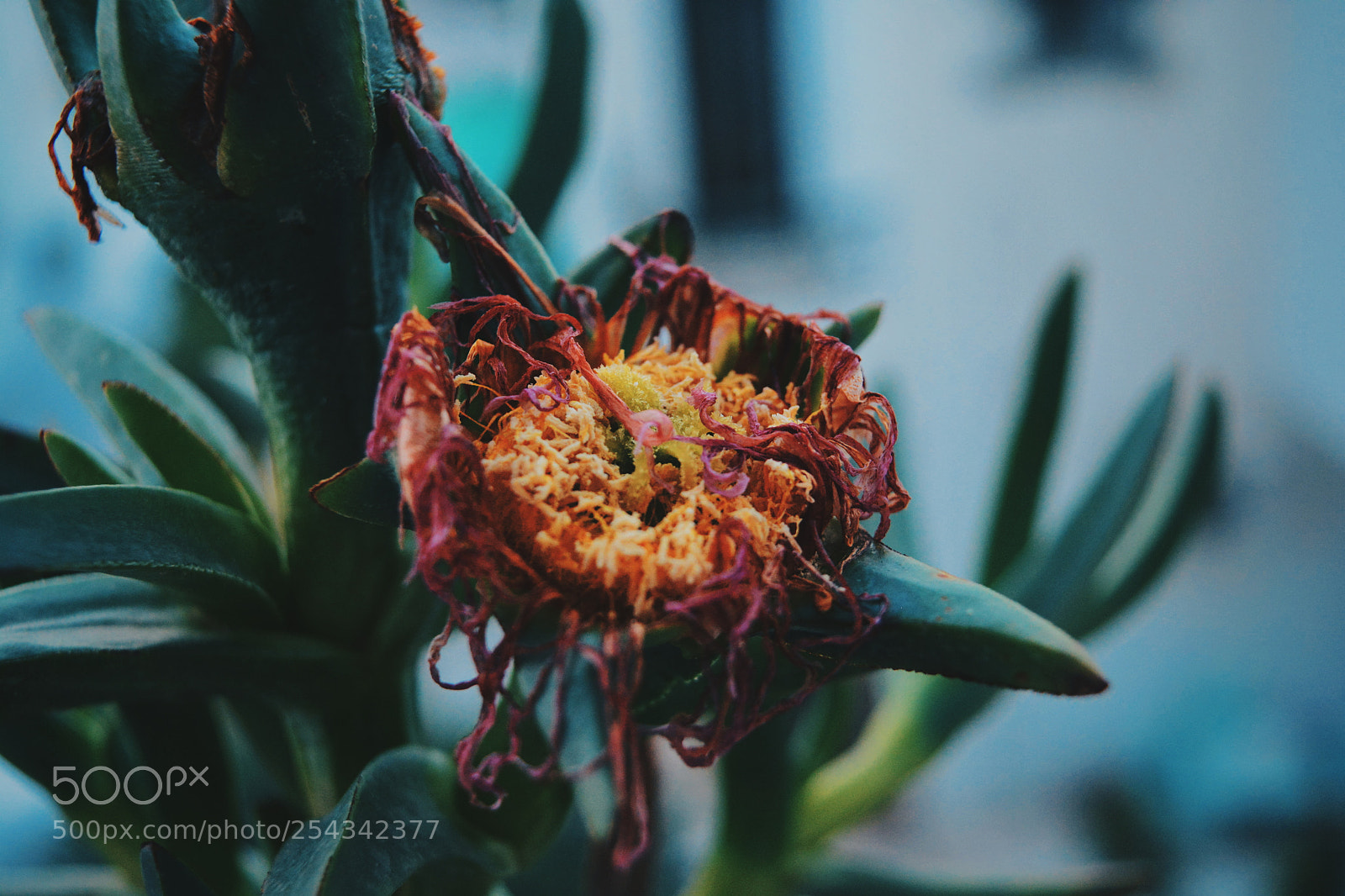 Nikon D5200 sample photo. Untitled photography