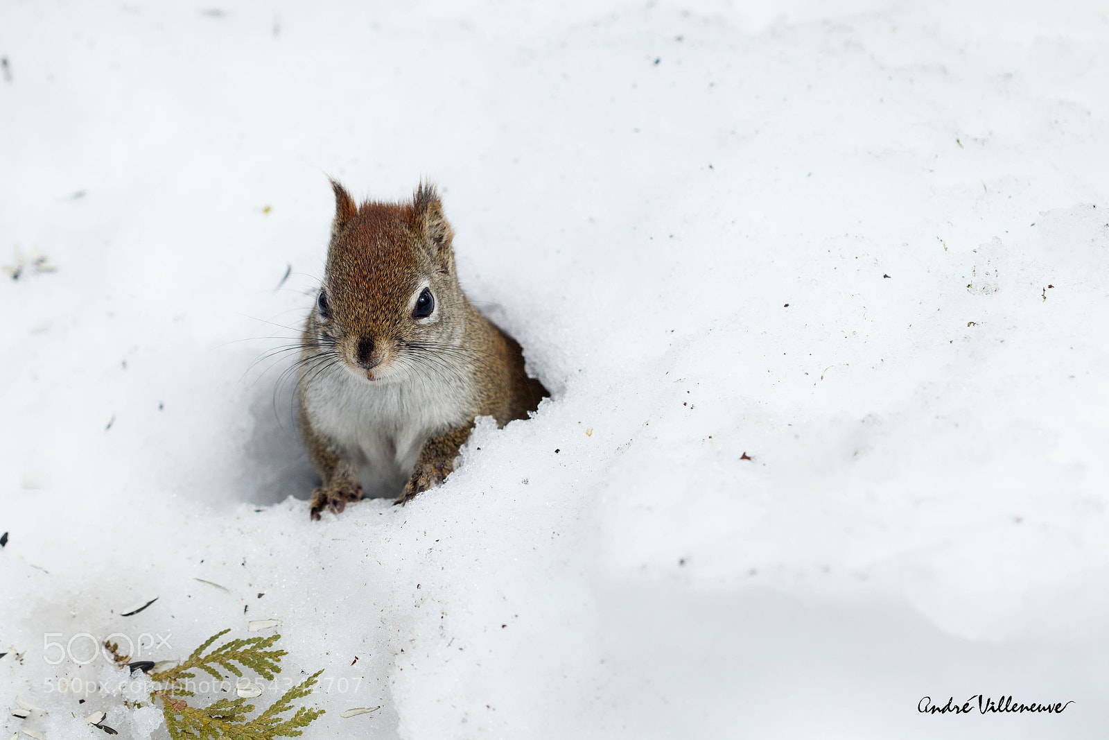 Canon EOS 5D Mark II sample photo. In the snow photography