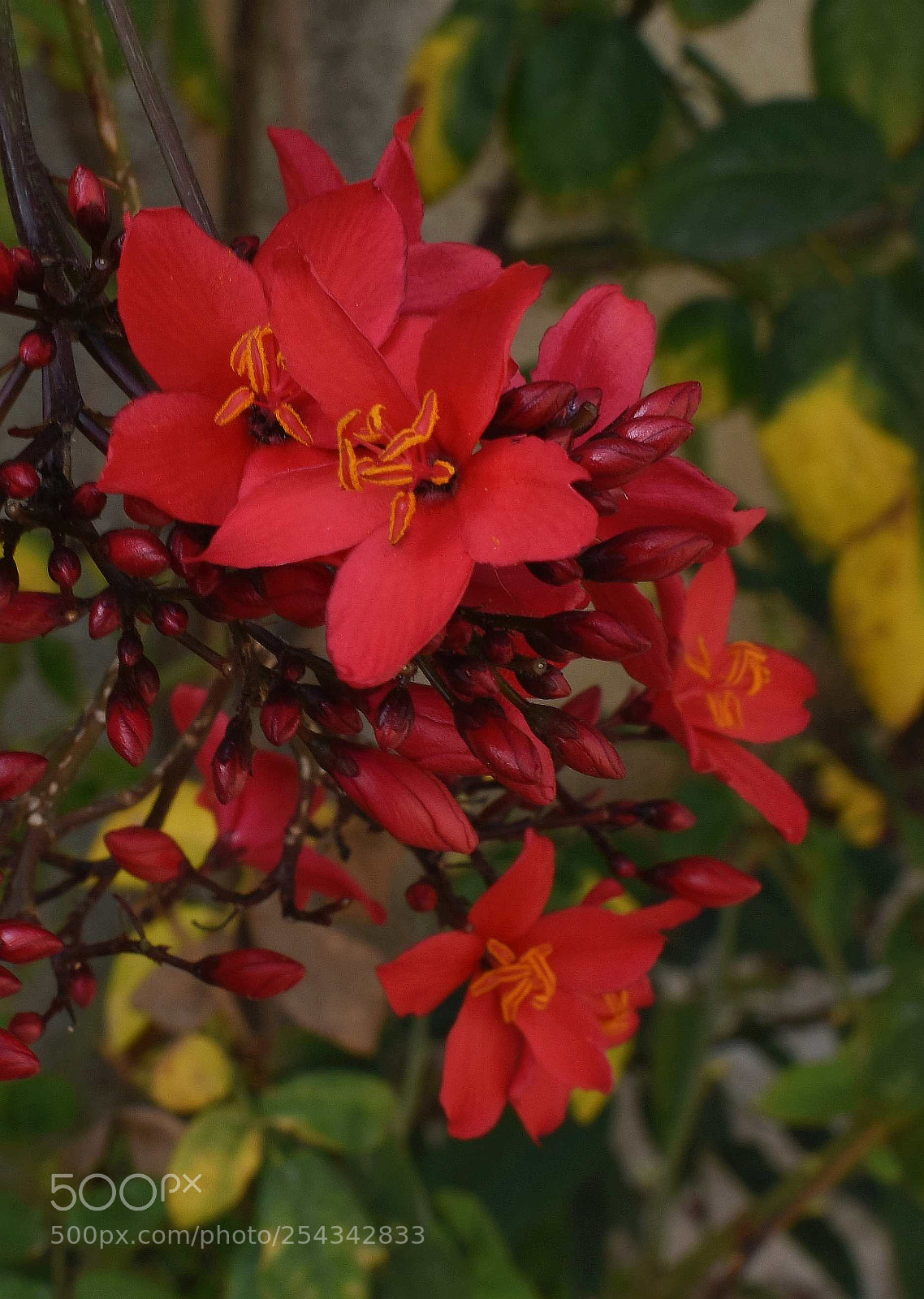 Nikon D5600 sample photo. C photography