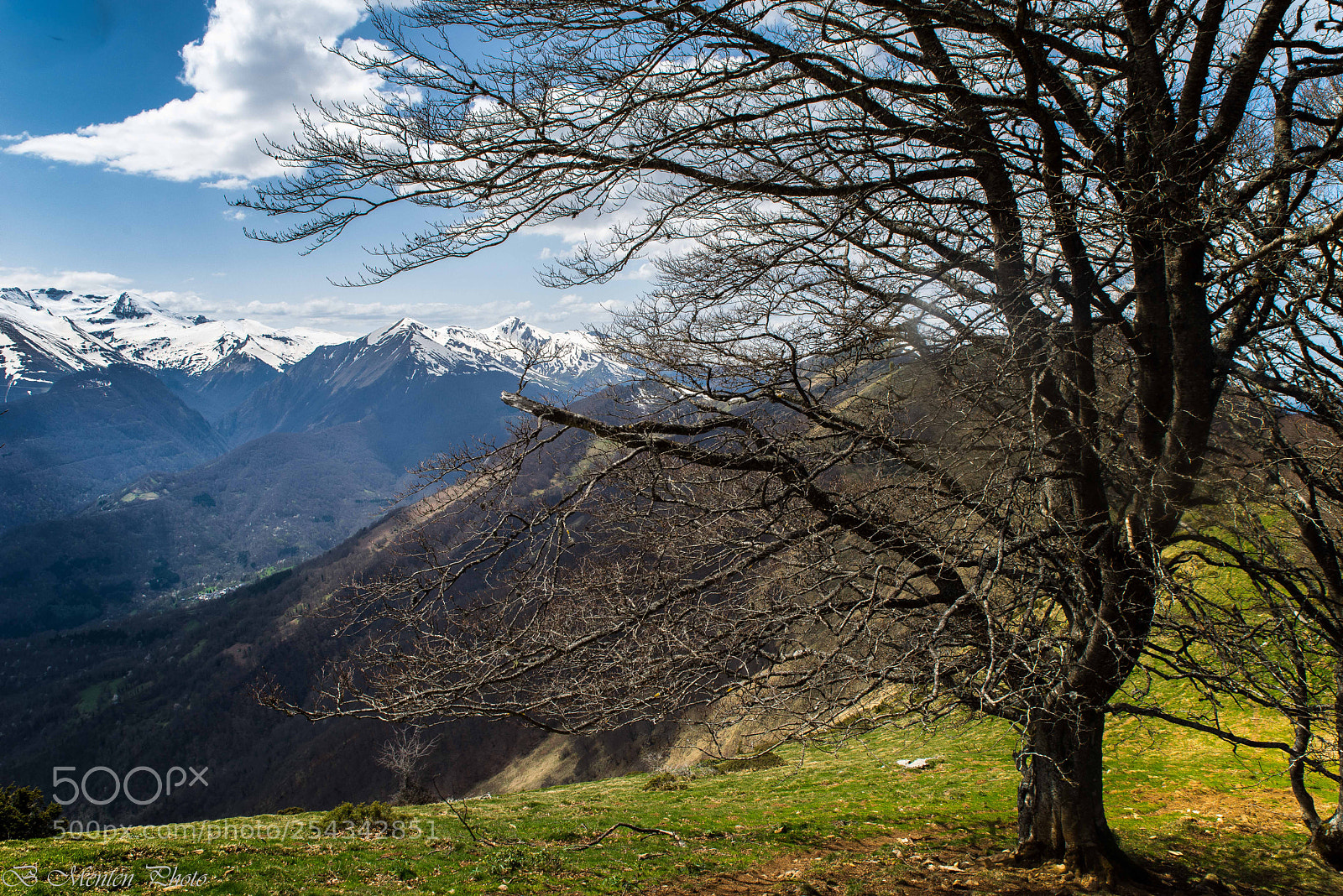 Sony a7R sample photo. Tree reaching for the photography