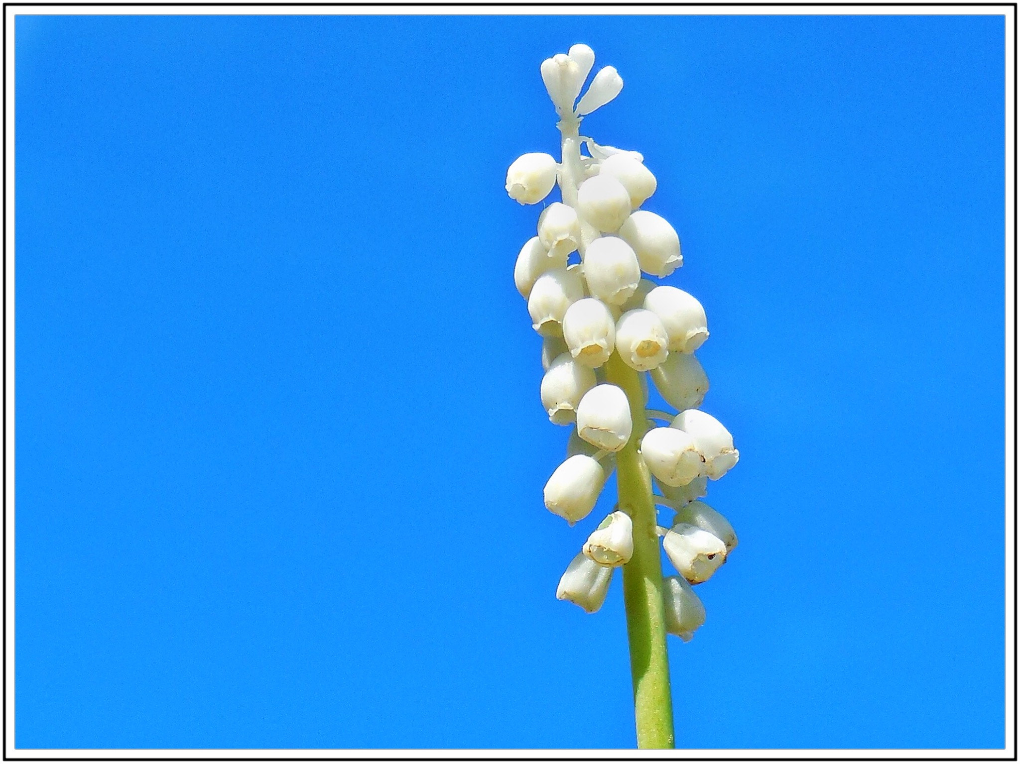 Nikon Coolpix S6500 sample photo. Le muscari blanc photography