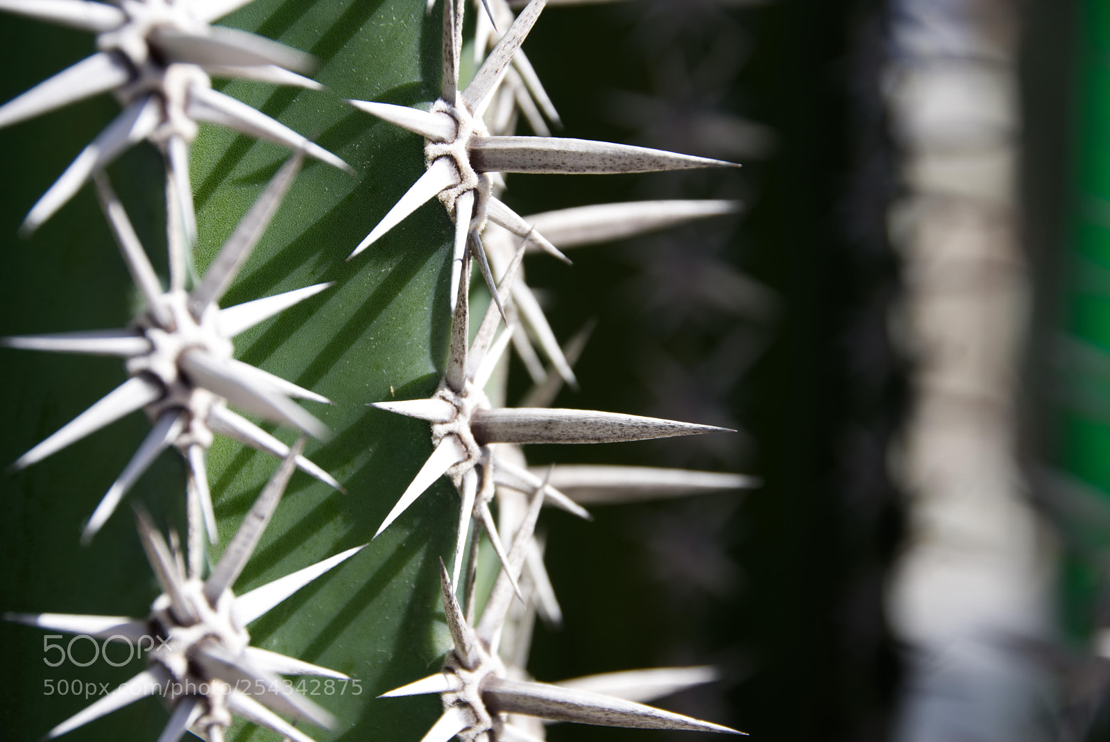 Pentax K-70 sample photo. "kuktas" photography