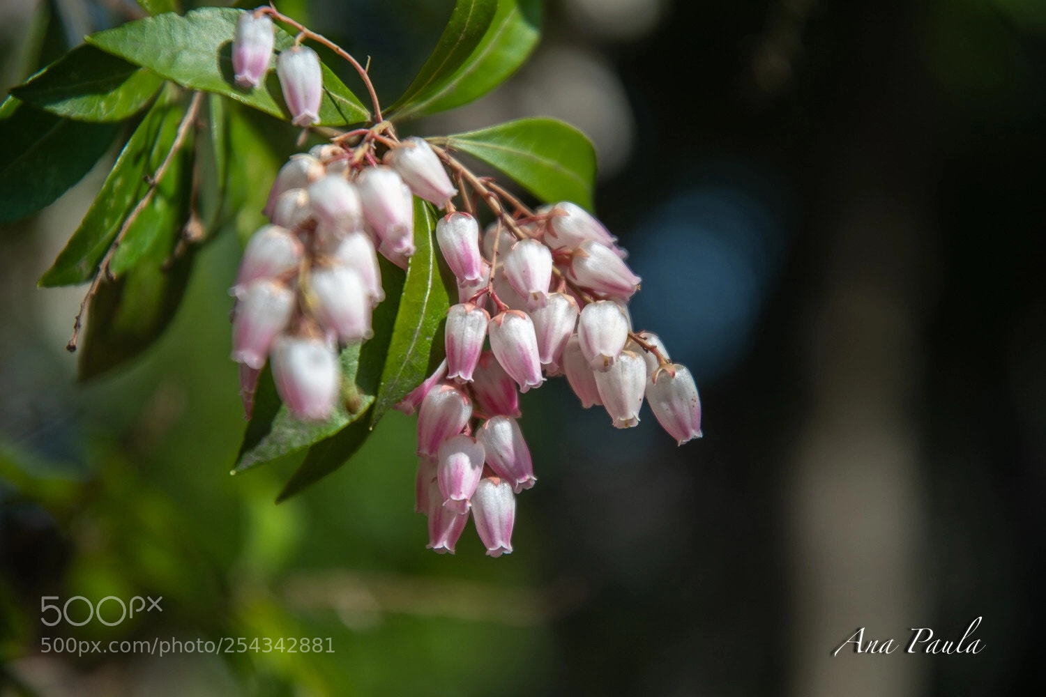 Nikon D500 sample photo. Flower photography