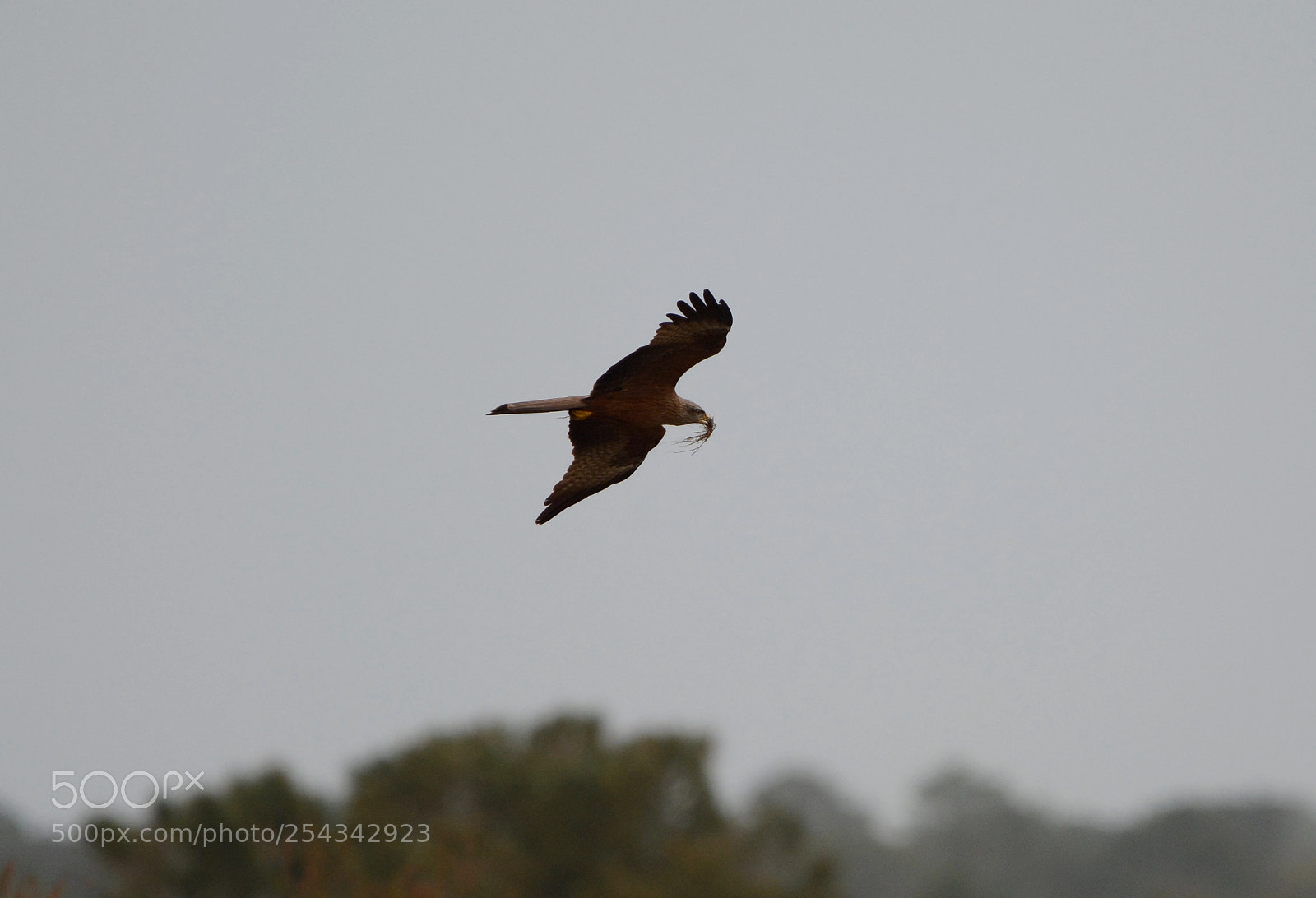 Nikon D7100 sample photo. Milvus migrans photography
