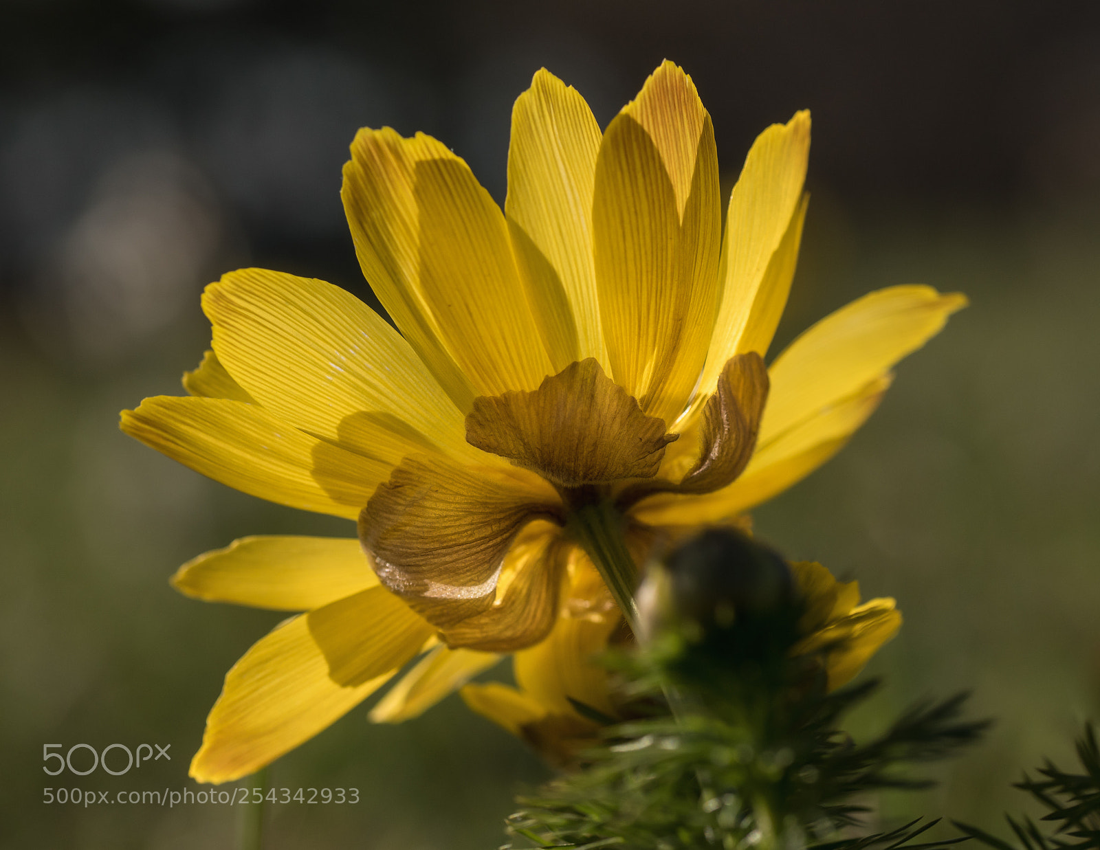 Olympus OM-D E-M5 II sample photo. Hello yellow photography