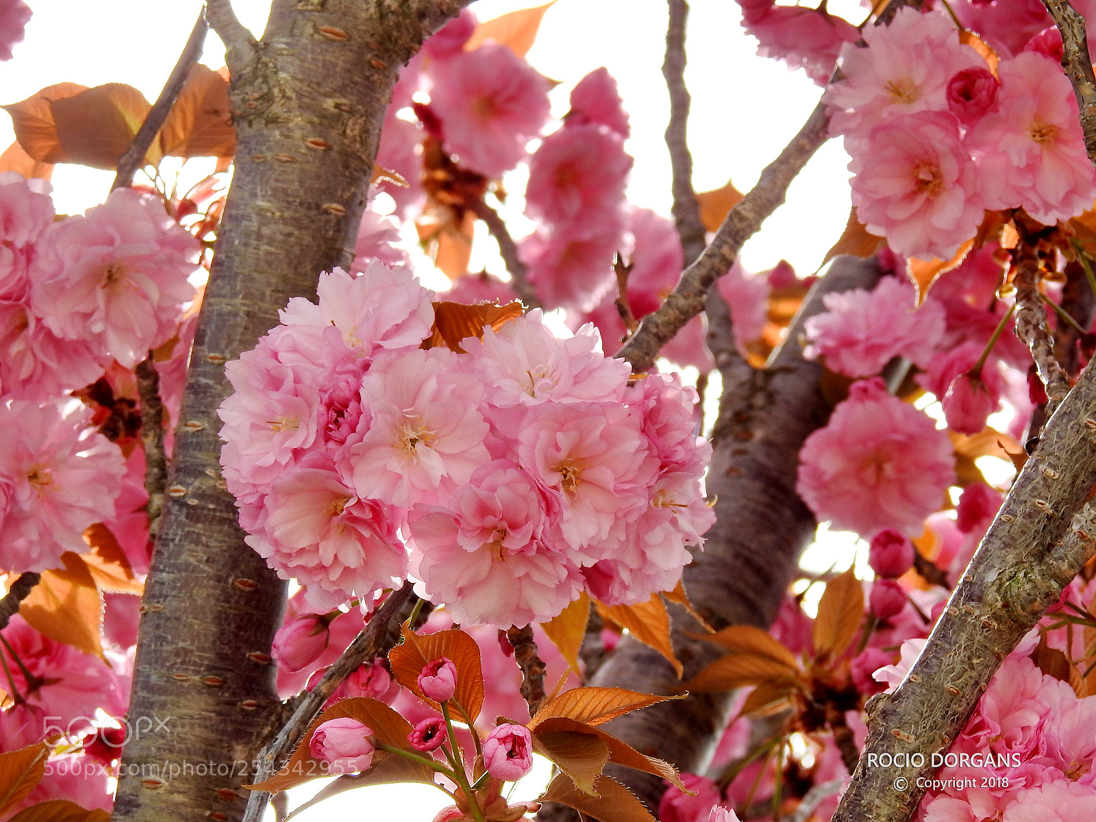 Nikon Coolpix P900 sample photo. Spring photography