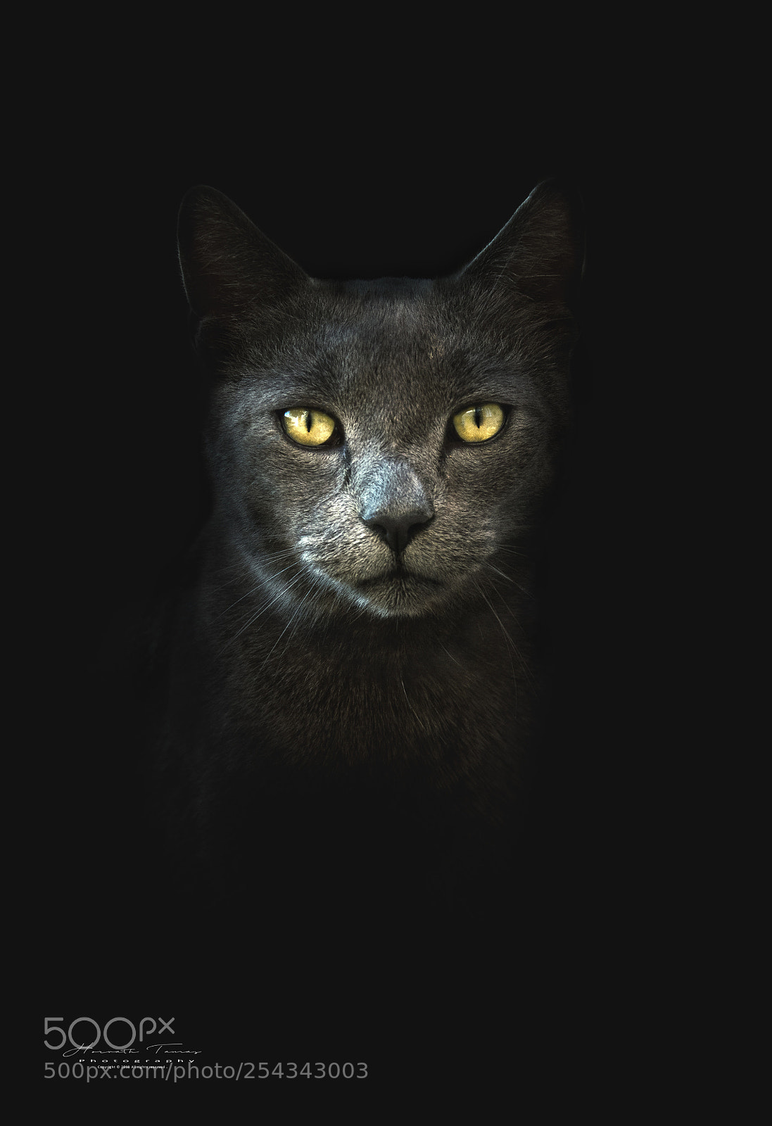 Nikon D3300 sample photo. Abessin cat photography