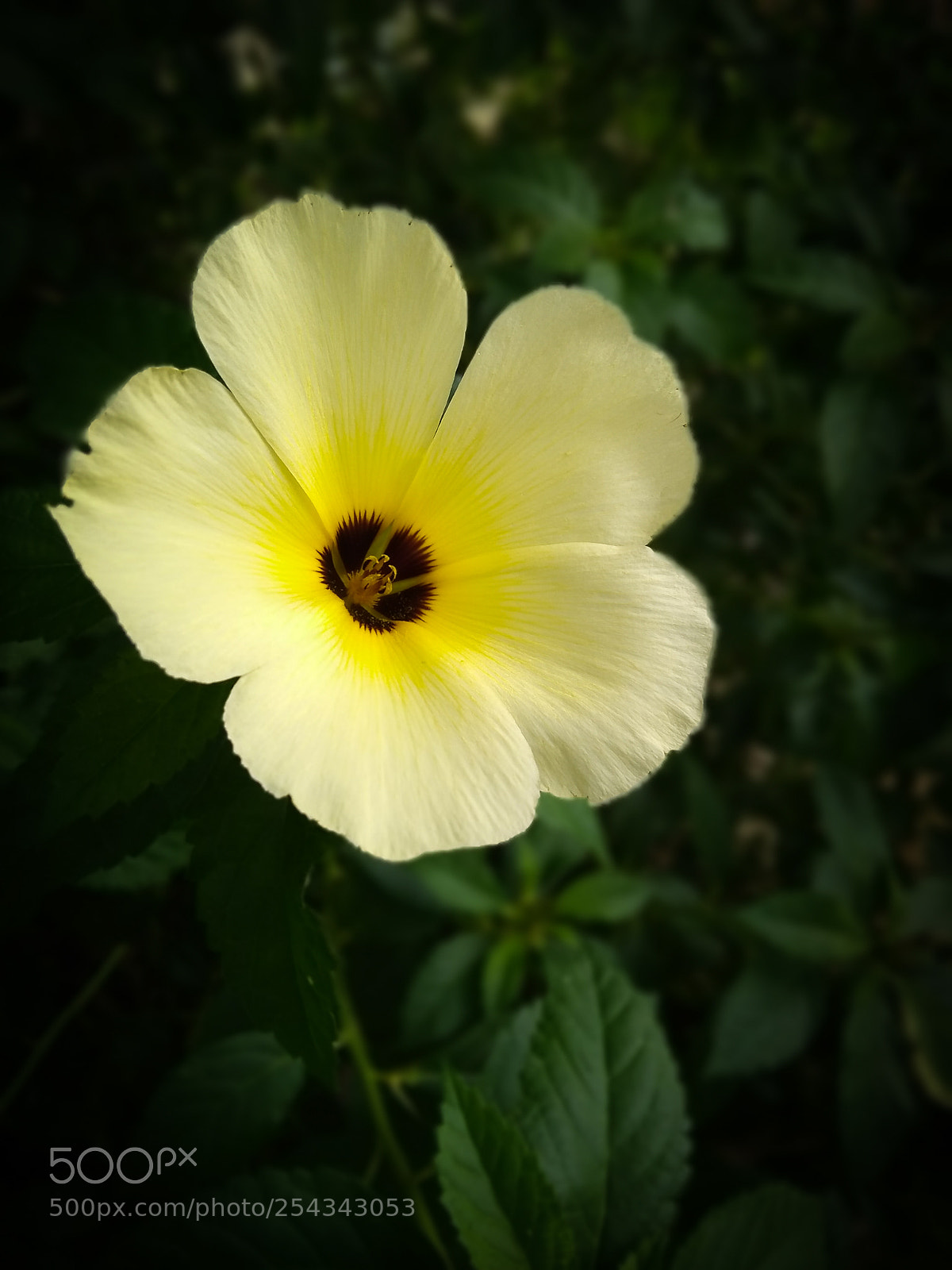 Motorola Moto G (5S) Plus sample photo. Untitled photography