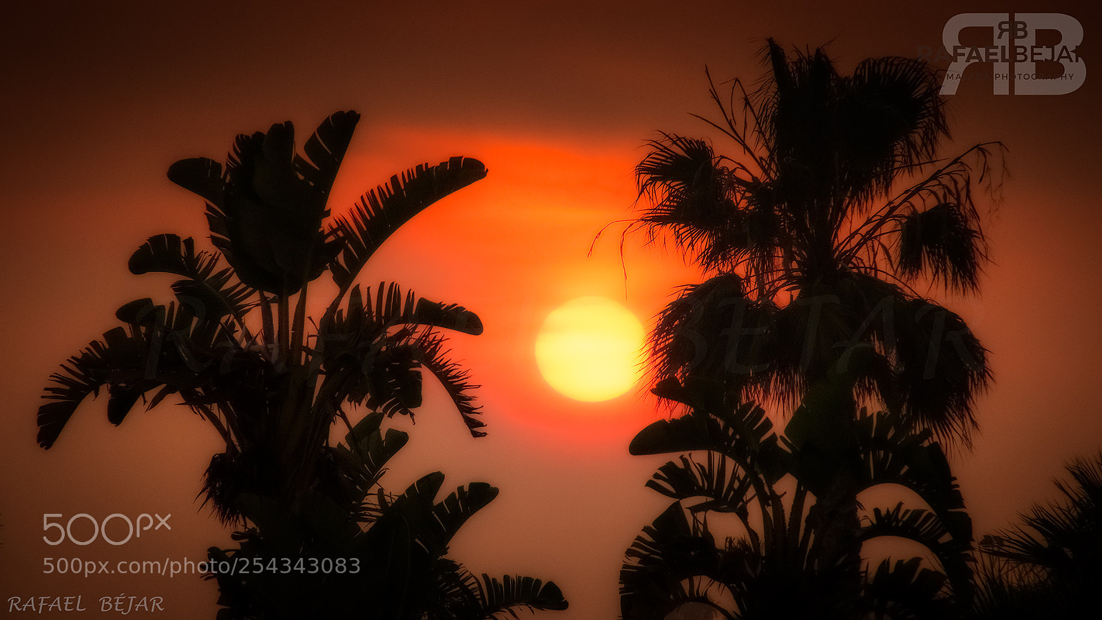 Nikon D5300 sample photo. Palmeras photography