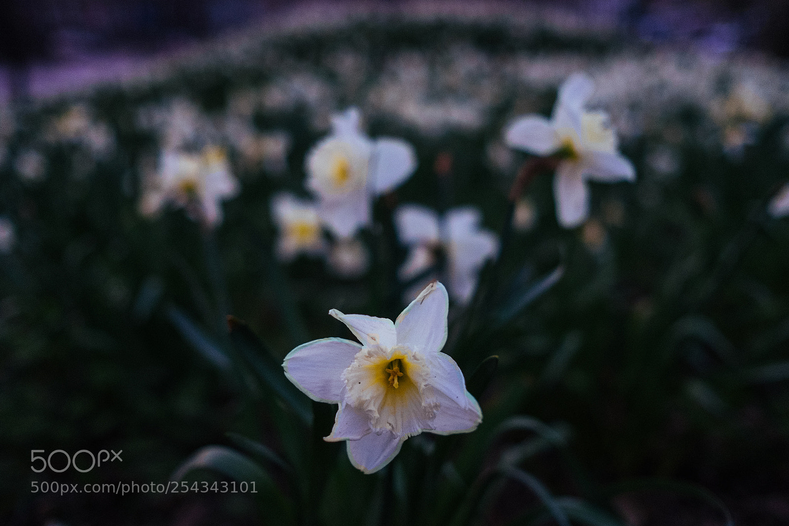 Fujifilm X-E2 sample photo. Army of flowers photography