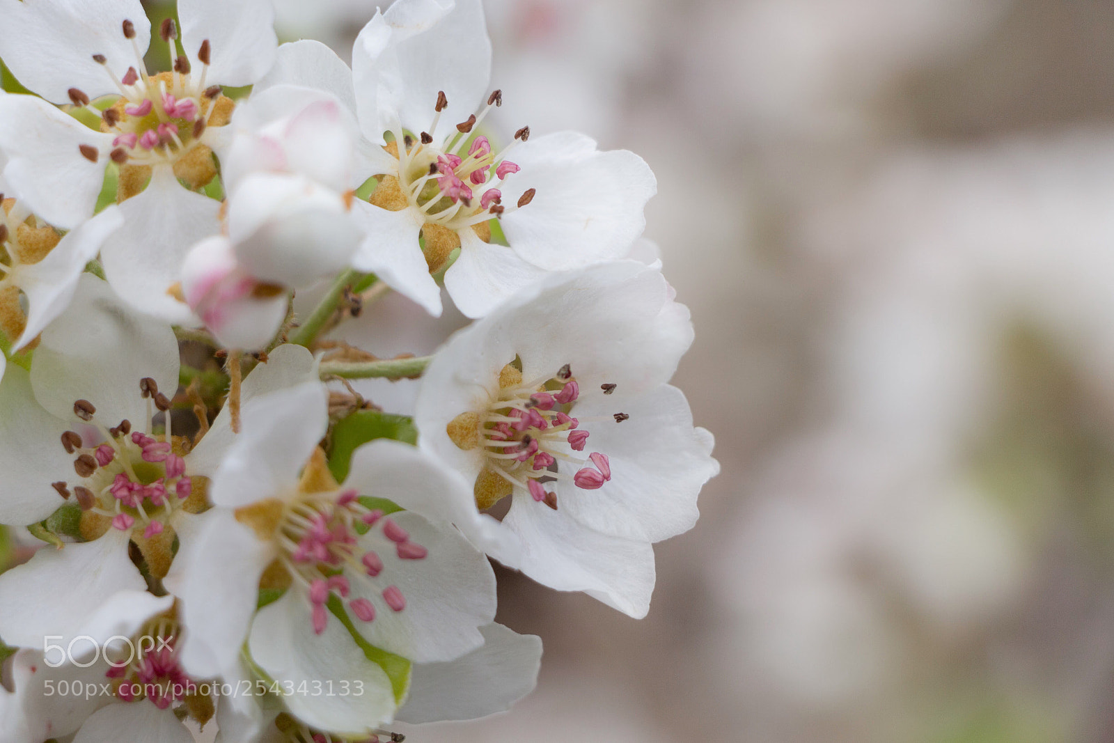 Canon EOS 700D (EOS Rebel T5i / EOS Kiss X7i) sample photo. Pear's blossom  photography
