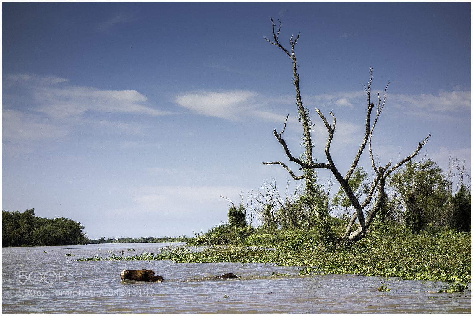 Sony Cyber-shot DSC-RX100 sample photo. Cow swimming photography