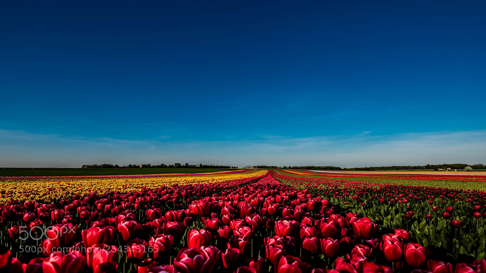 Nikon D810 sample photo. Tulips and sky photography