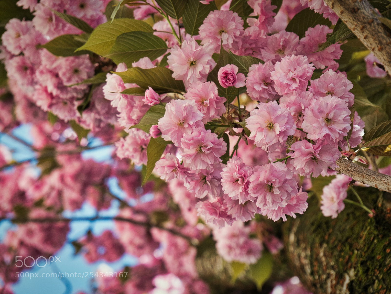 Panasonic DMC-G70 sample photo. ??? photography