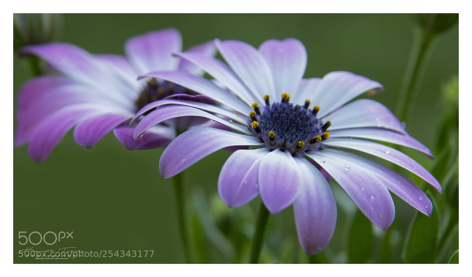 Nikon D3300 sample photo. Flower photography