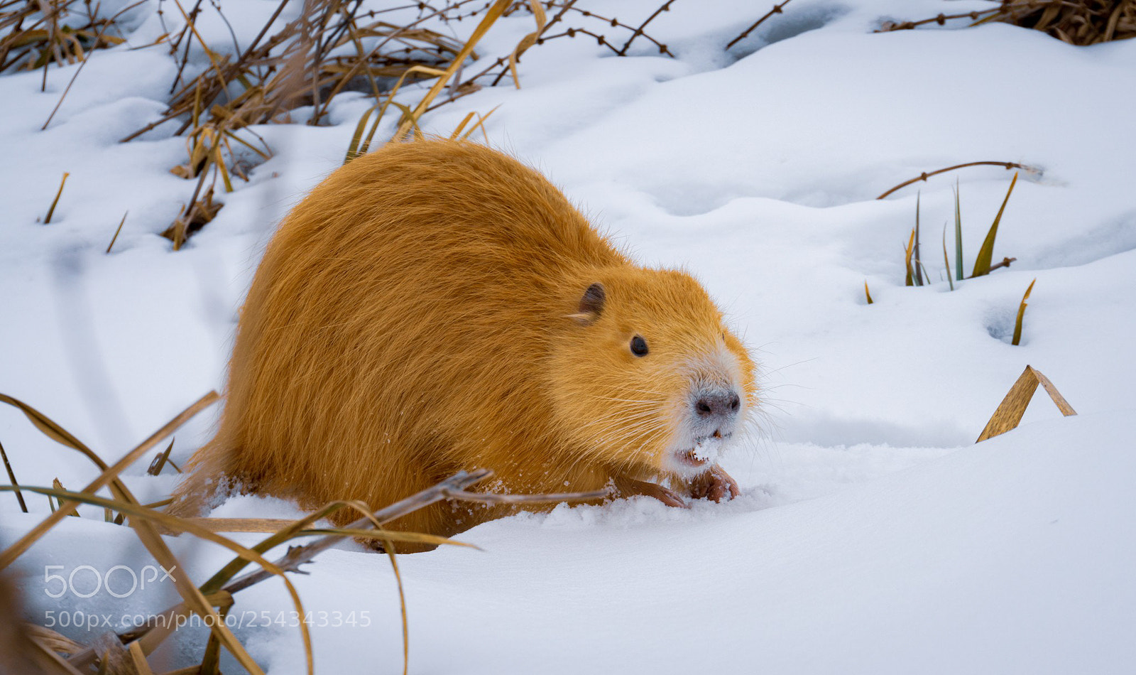 Sony a6000 sample photo. Nutria photography