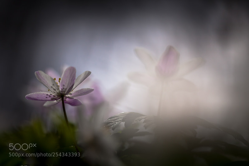 Canon EOS 5D Mark II sample photo. Wood anemone sphere photography