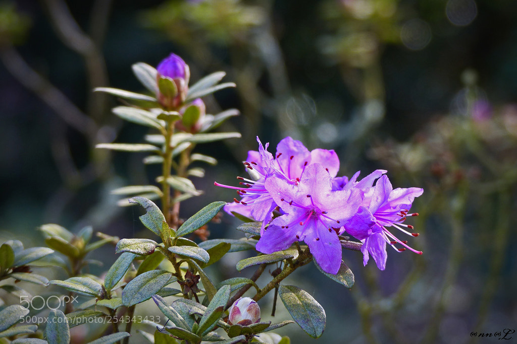 Panasonic Lumix DMC-FZ200 sample photo. Premi res fleurs d'azal photography