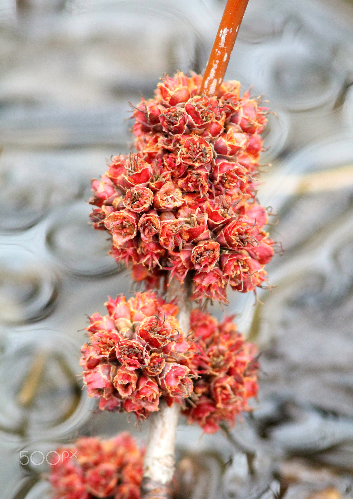 Canon EF 300mm F4L IS USM sample photo. Red maple flowers in a deciduous swamp photography