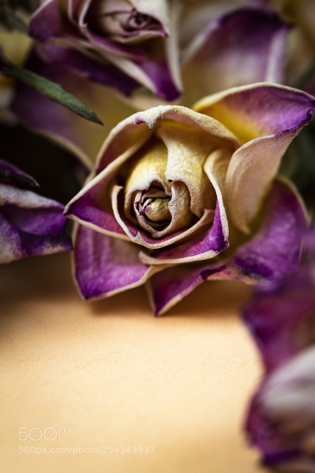 Nikon D5500 sample photo. Background with dry roses photography