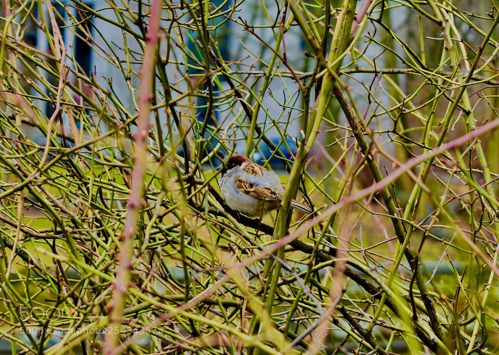 Nikon D5200 sample photo. Bird in berlin photography