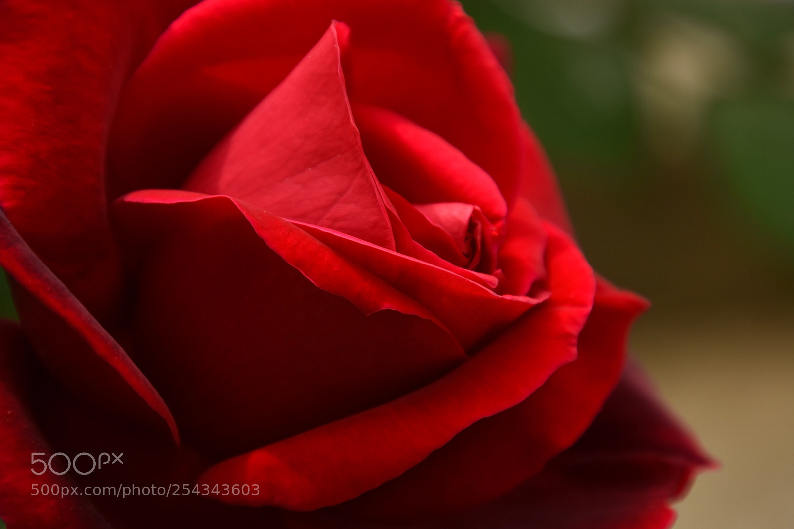 Nikon D7200 sample photo. Red perfection... photography