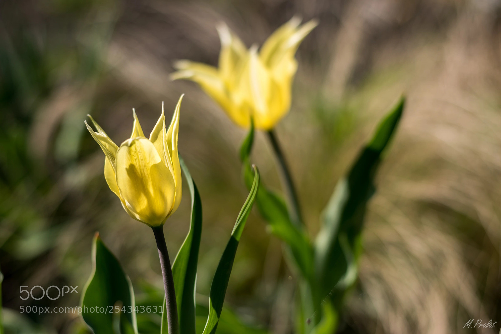 Nikon D5600 sample photo. Tulips photography