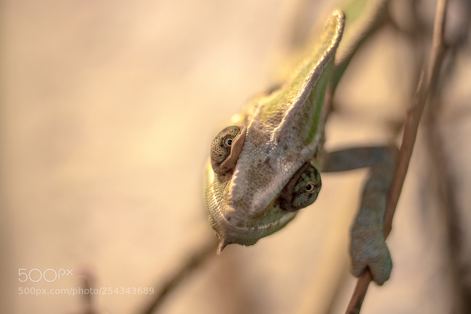 Canon EOS 750D (EOS Rebel T6i / EOS Kiss X8i) sample photo. My chameleo :) photography