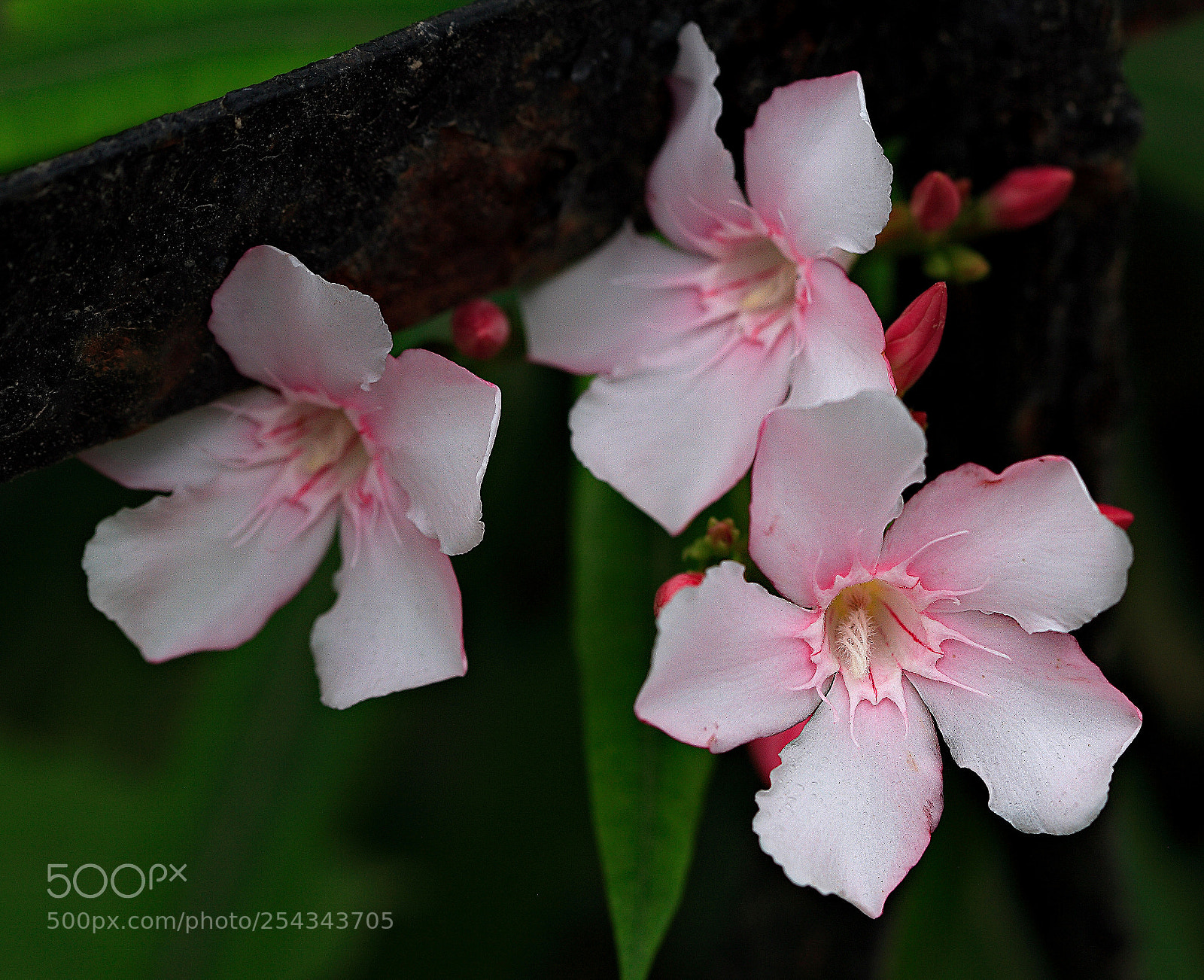 Canon EOS 5D sample photo. F1 photography