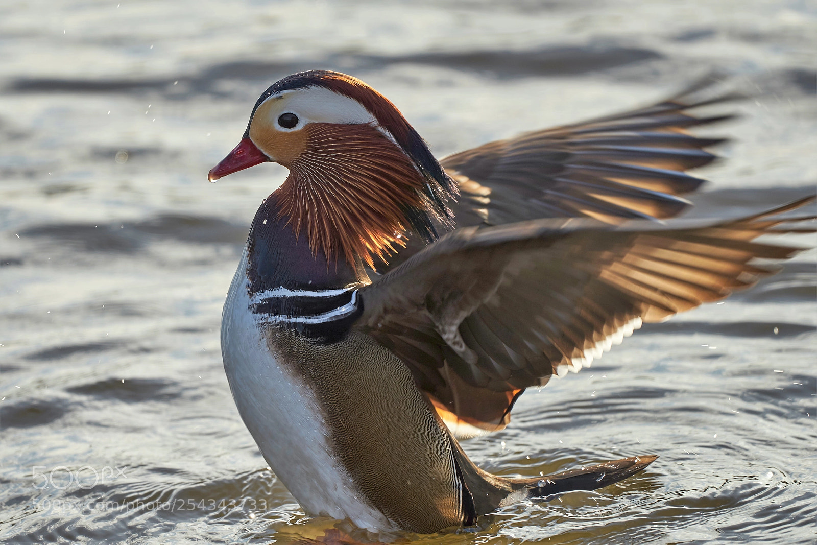 Sony a7 II sample photo. Aix galericulata visiting norway photography