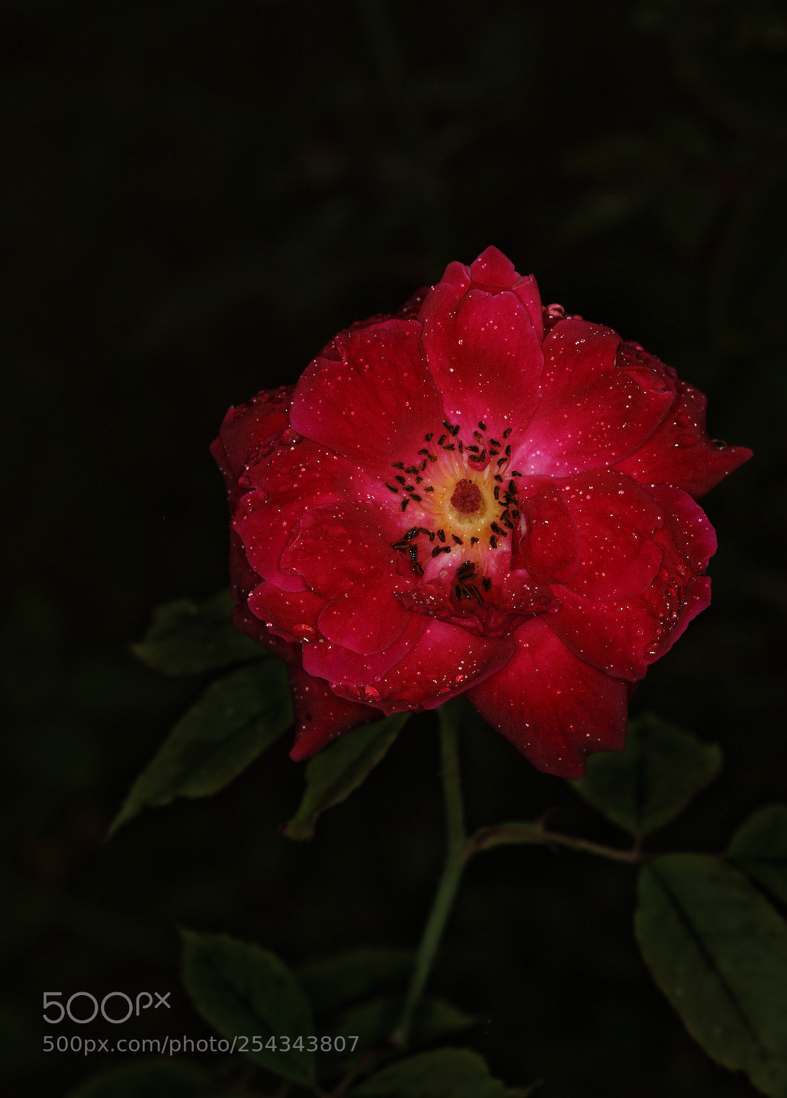 Canon EOS 5D sample photo. Flower photography