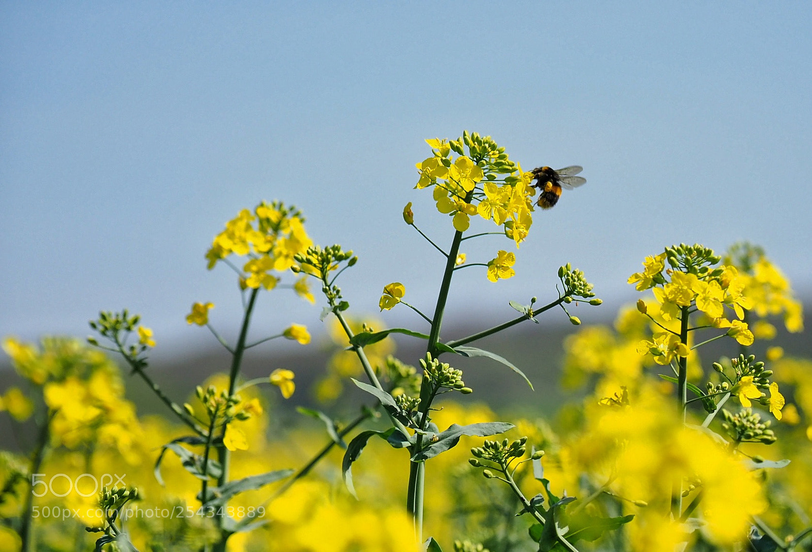 Olympus OM-D E-M1 Mark II sample photo. Bumble in the sun photography