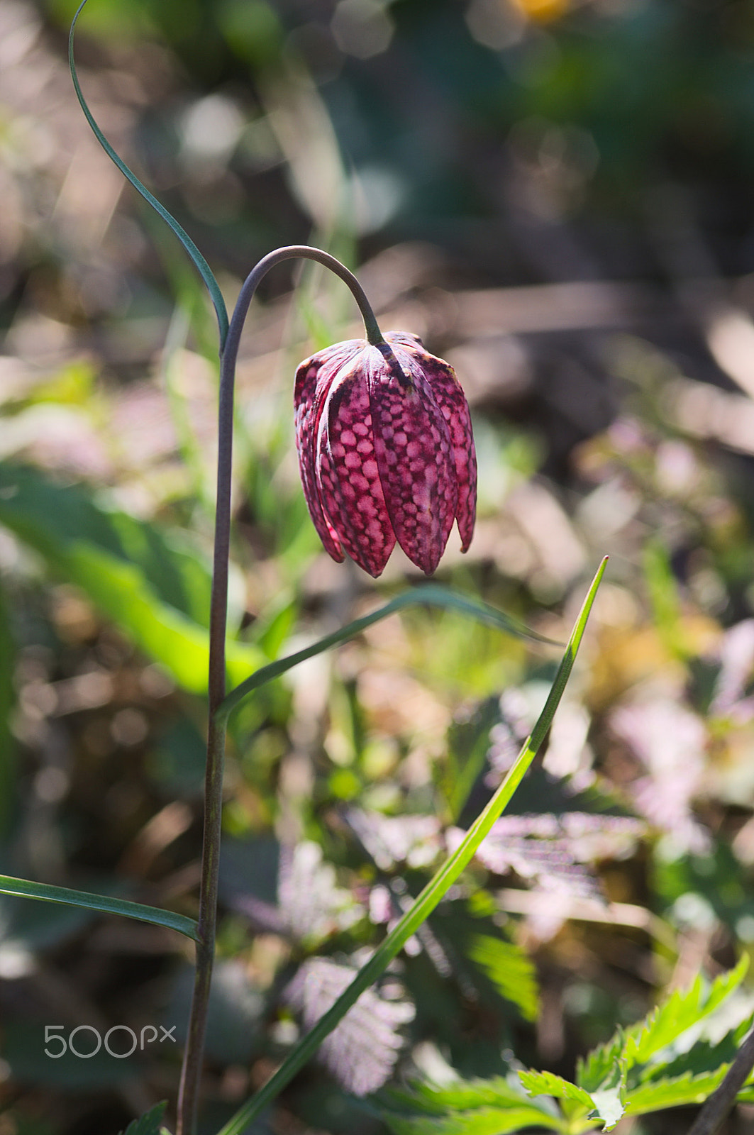 Canon EOS-1D Mark III + Sigma 105mm F2.8 EX DG Macro sample photo. Fritillaria meleagris photography