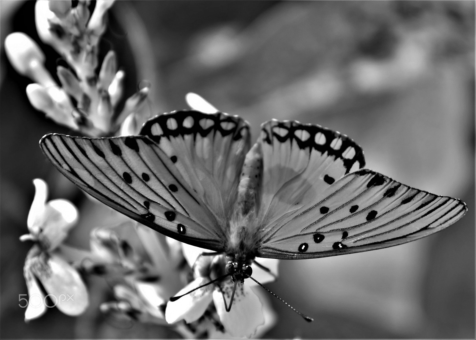 Nikon D5500 sample photo. (butterfly on a flower) photography
