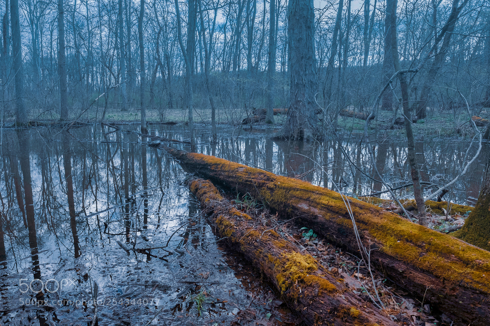 Fujifilm X-T2 sample photo. _fallen trees in swamp photography