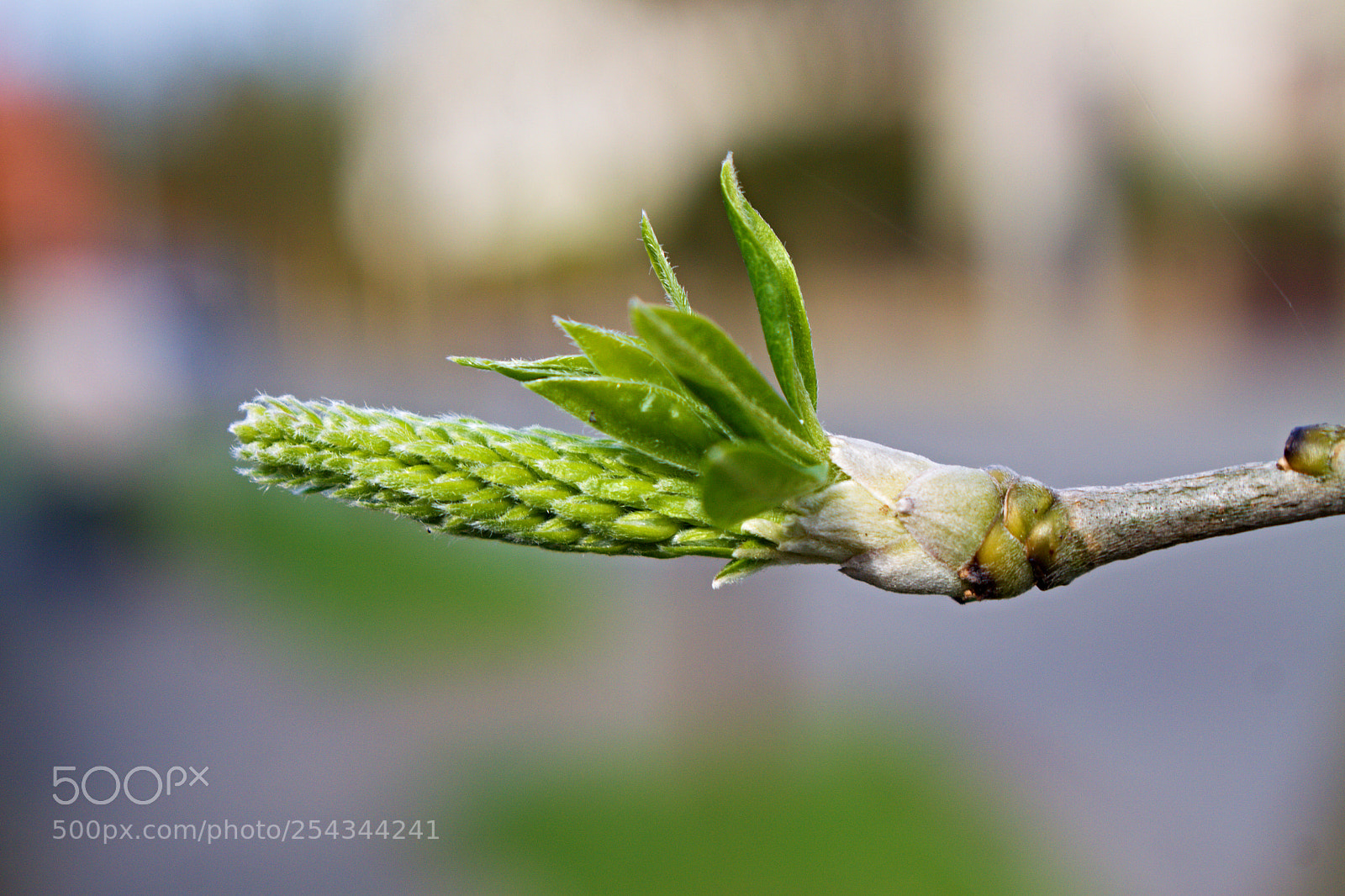 Canon EOS 50D sample photo. Spring in city park_5 photography